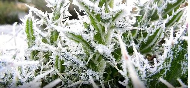 தமிழக வானிலை: உள் மாவட்டங்களில் கடும் பனி; நீலகிரியில் உறைபனி எச்சரிக்கை!