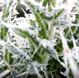 தமிழக வானிலை: உள் மாவட்டங்களில் கடும் பனி; நீலகிரியில் உறைபனி எச்சரிக்கை!