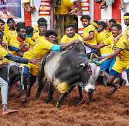 16 காளைகளை அடக்கி கார்த்திக் முதலிடம் - 8 சுற்றுகளின் அனல் பறக்கும் நிலவரம்!