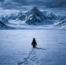 🐧"மாற்றத்தை நோக்கி ஒரு பயணம்!" - இணையத்தைக் கலக்கும் 'லோன்லி பென்குவின்'!