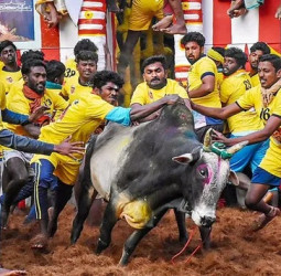 சீறிப்பாயும் காளைகள்! அலங்காநல்லூர் ஜல்லிக்கட்டு 2026: நேரடித் தகவல்கள்