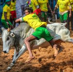 அவனியாபுரத்தில் அனல் பறக்கும் களம்: திமில் காளைகளுடன் மல்லுக்கட்டும் காளையர்கள்!