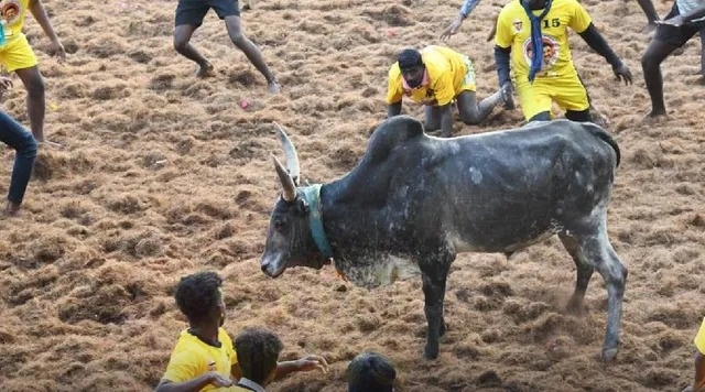பாலமேடு ஜல்லிக்கட்டு 2026: சீறிப்பாயும் காளைகள், திகைக்கும் வீரர்கள்!