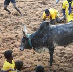 பாலமேடு ஜல்லிக்கட்டு 2026: சீறிப்பாயும் காளைகள், திகைக்கும் வீரர்கள்!