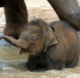 வண்டலூர் யானையைத் தத்தெடுத்த சிவகார்த்திகேயன் - நெகிழ்ச்சிப் பின்னணி