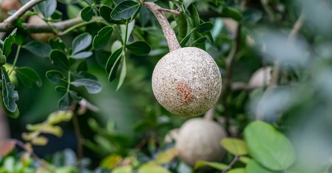 வன ஆப்பிள்' விளாம்பழத்தின் மருத்துவ நன்மைகள்!