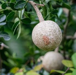 வன ஆப்பிள்' விளாம்பழத்தின் மருத்துவ நன்மைகள்!