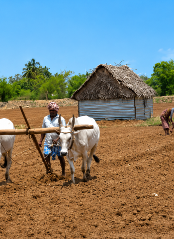 தமிழ்நாட்டில் வேர்க்கடலை விதைப்பு பணி தீவிரம்! ஆடிப்பட்டத்தில் பம்பர் மகசூல் பெற விவசாயிகள் கவனிக்க வேண்டிய முக்கிய குறிப்புகள்!