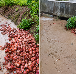 மஹாராஷ்டிராவில் புரட்டியெடுக்கும் கனமழை: வெள்ள நீரில் அடித்துச் செல்லப்பட்ட 3000 சிலிண்டர்கள் - மக்கள் கடும் அதிர்ச்சி!