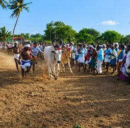 தொண்டமாங்கிணம் பகுதியில் கோலாகலமாக நடைபெற்ற 'மாடு மாலை தாண்டும் விழா': தமிழர்களின் பாரம்பரியம் மாறாத கொண்டாட்டம்!