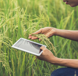 PMFBY 2026: விவசாயிகளுக்கு அடித்தது ஜாம்பாட்! ஜூலை 31-க்குள் பயிர் காப்பீடு செய்யாட்டி பெரும் நஷ்டம்- முழு விவரம் உள்ளே!