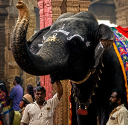 காந்திமதி யானையின் மறைவுக்குப் பின் நெல்லையப்பர் ஆனித் தேரோட்டம்!