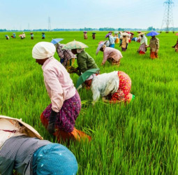மனித வாழ்வை காக்கும் விவசாயத்தின் மறைக்கப்பட்ட முக்கியத்துவம்