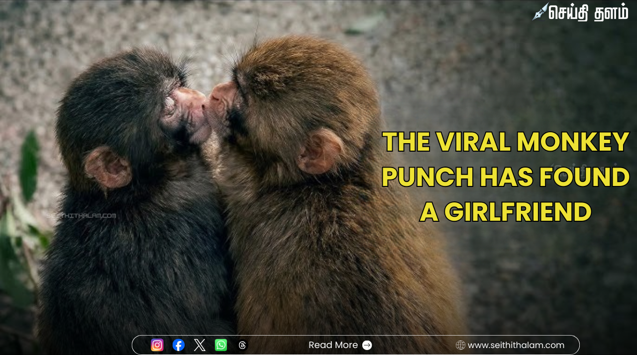 "ஜோடி வந்து இப்போ!": ஒராங்குட்டான் பொம்மையைத் தூக்கித் திரிந்த 'பஞ்ச்' குரங்குக்குக் கிடைத்த புதுக் காதலி!