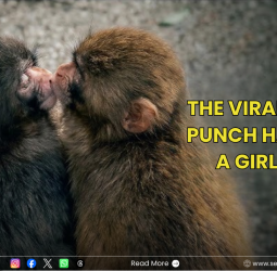 "ஜோடி வந்து இப்போ!": ஒராங்குட்டான் பொம்மையைத் தூக்கித் திரிந்த 'பஞ்ச்' குரங்குக்குக் கிடைத்த புதுக் காதலி!