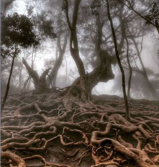 குணா குகை: உயிரோடு வைக்கும் பிணவறை