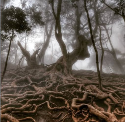 குணா குகை: உயிரோடு வைக்கும் பிணவறை