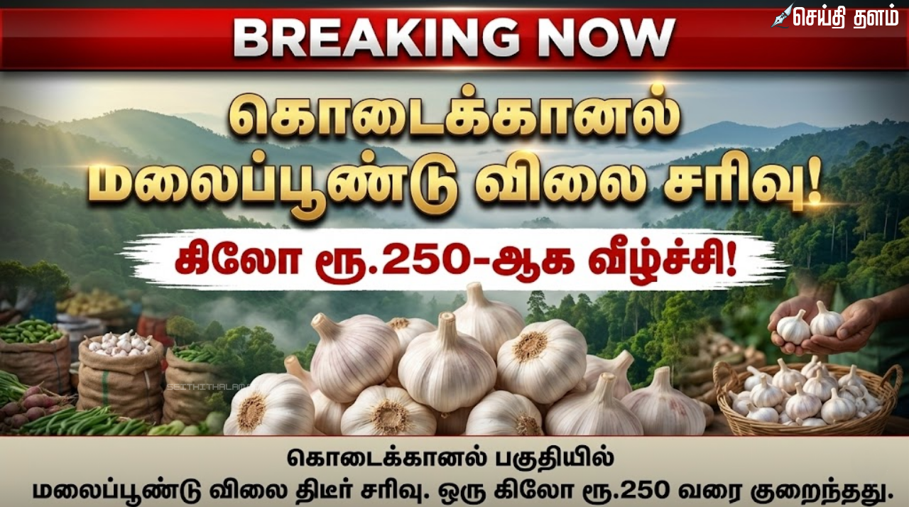மலைப்பூண்டு அறுவடை தீவிரம்: விலை சரிவால் கொடைக்கானல் விவசாயிகள் வேதனை!