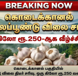 மலைப்பூண்டு அறுவடை தீவிரம்: விலை சரிவால் கொடைக்கானல் விவசாயிகள் வேதனை!