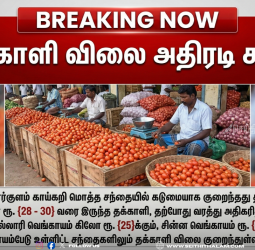 தக்காளி விலை அதிரடி சரிவு: நெல்லை மற்றும் கோயம்பேடு சந்தைகளில் கிலோ ரூ.10-க்கு விற்பனை!