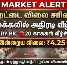நாமக்கல் முட்டை விலை சரிவு: போர் பதற்றத்தால் ஏற்றுமதி பாதிப்பு - இன்று ஒரே நாளில் 20 காசுகள் வீழ்ச்சி!