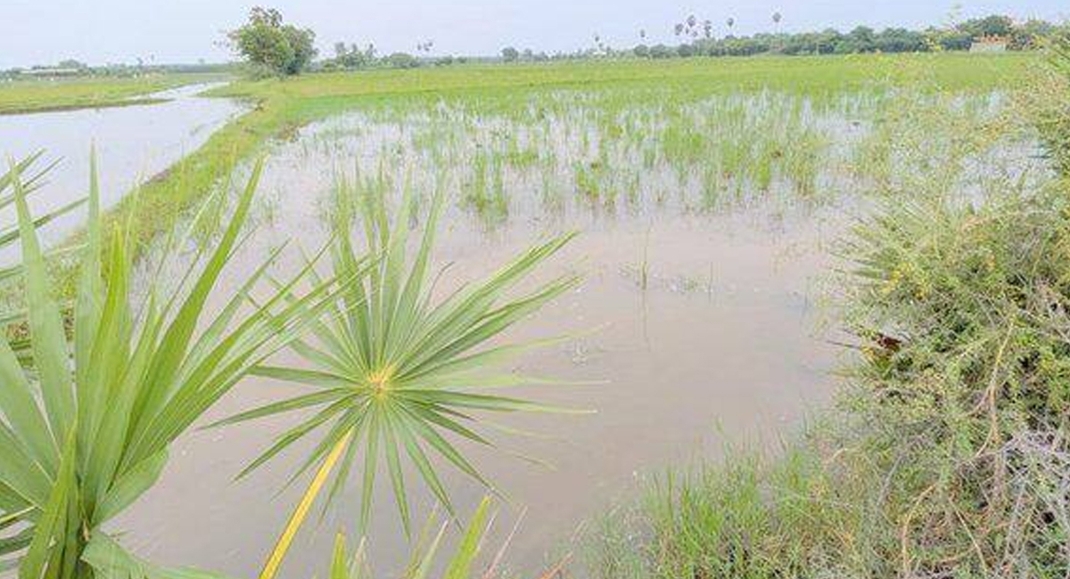 கரூர் இன்றைய முக்கிய செய்திகள் (24-10-2026): வெள்ளத்தில் மூழ்கிய 500 ஏக்கர் நெற்பயிர்கள், தரைப்பாலங்கள் மூழ்கி போக்குவரத்து துண்டிப்பு உள்ளிட்ட டாப் 10 நிகழ்வுகள்!