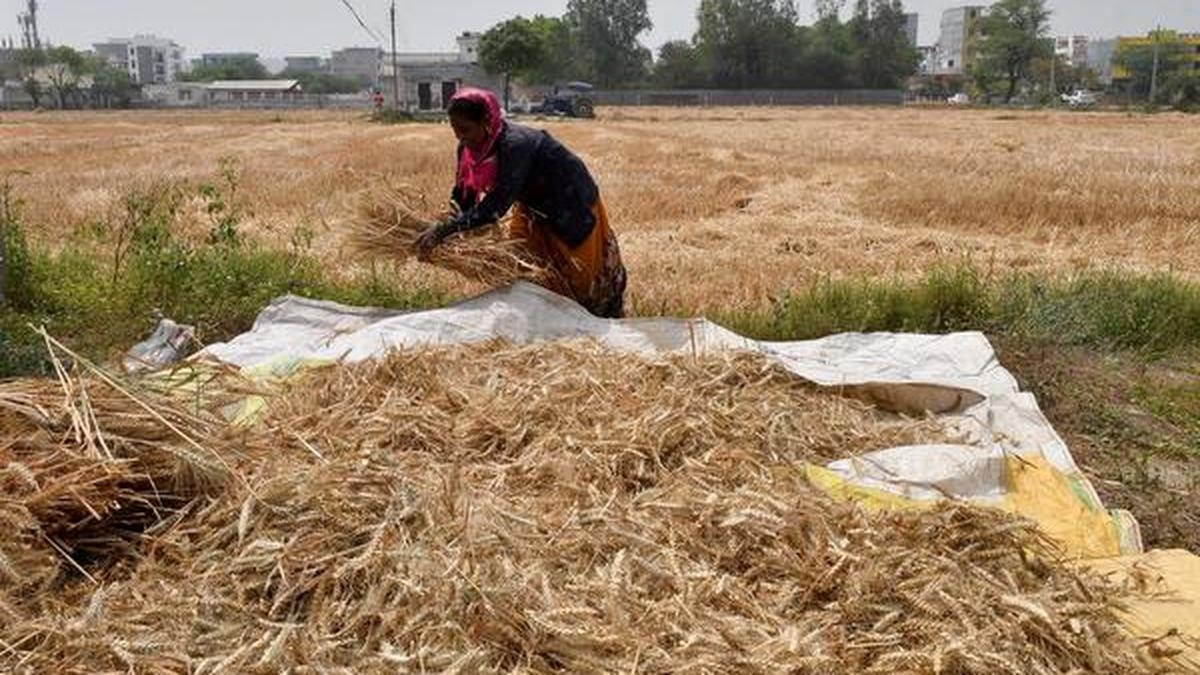 விவசாயிகளுக்கு நற்செய்தி: 2027-28 ரபி பருவத்திற்கான கோதுமைக்கான குறைந்தபட்ச ஆதரவு விலை (MSP) உயர்வு - முழு விவரம்!