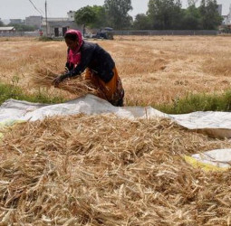 விவசாயிகளுக்கு நற்செய்தி: 2027-28 ரபி பருவத்திற்கான கோதுமைக்கான குறைந்தபட்ச ஆதரவு விலை (MSP) உயர்வு - முழு விவரம்!
