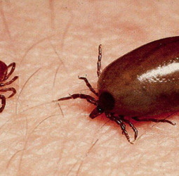 மர்மக் காய்ச்சலாக அச்சுறுத்தும் உண்ணி காய்ச்சல் (Scrub Typhus): அறிகுறிகள், காரணங்கள் மற்றும் தற்காப்பு முறைகள்!